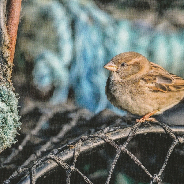 Ansichtkaart Huismus